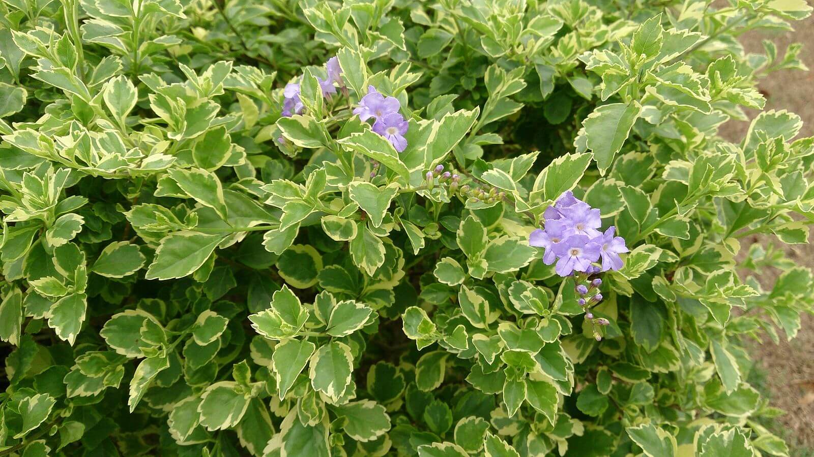 Duranta erecta 'Dwarf White'